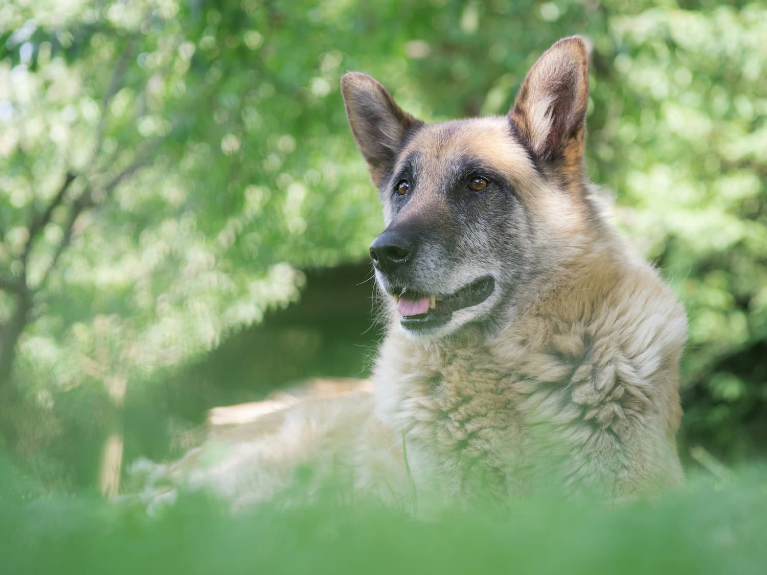 A German Shepherd dog lies on the grass outdoors, looking alert with ears perked up and mouth slightly open, surrounded by green foliage.