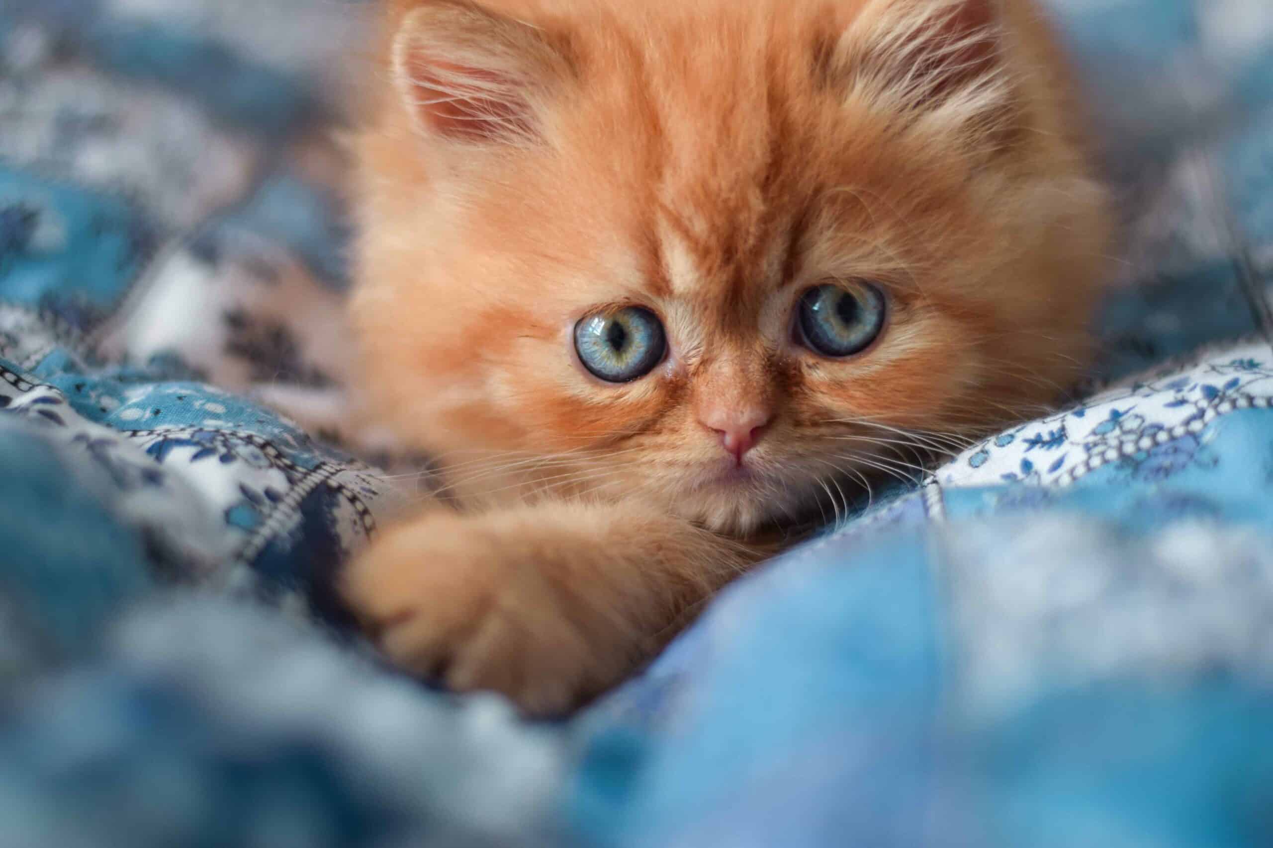 About Fall River Animal Hospital