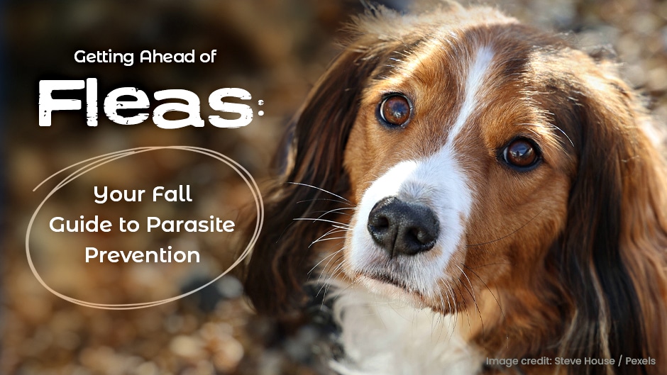 A dog with brown and white fur looks at the camera. Text reads: "Getting Ahead of Fleas: Your Fall Guide to Parasite Prevention." Image credit: Steve House / Pexels.