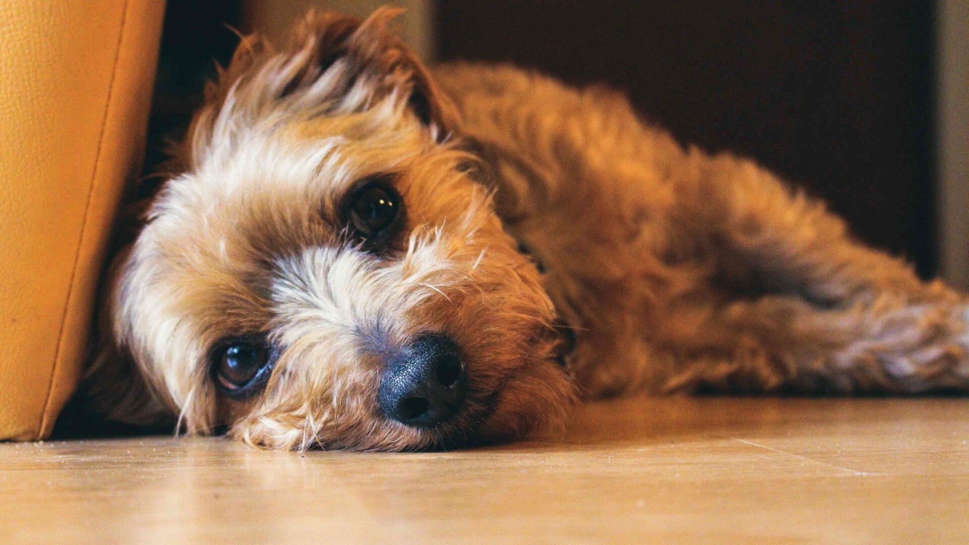 A small, brown, shaggy dog lies on a wooden floor with its head resting sideways, looking directly at the camera.
