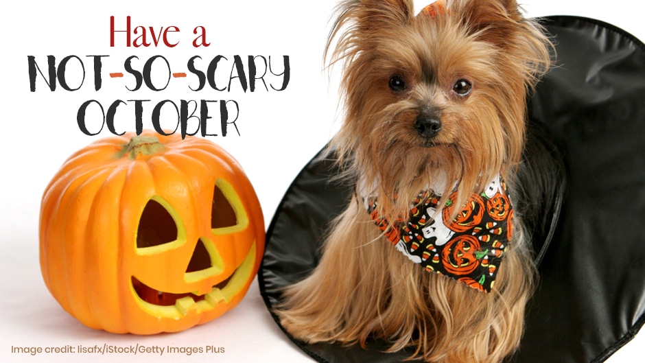 A small dog wearing a Halloween-themed bandana sits next to a carved jack-o'-lantern and a witch hat, with text that reads "Have a not-so-scary October.
