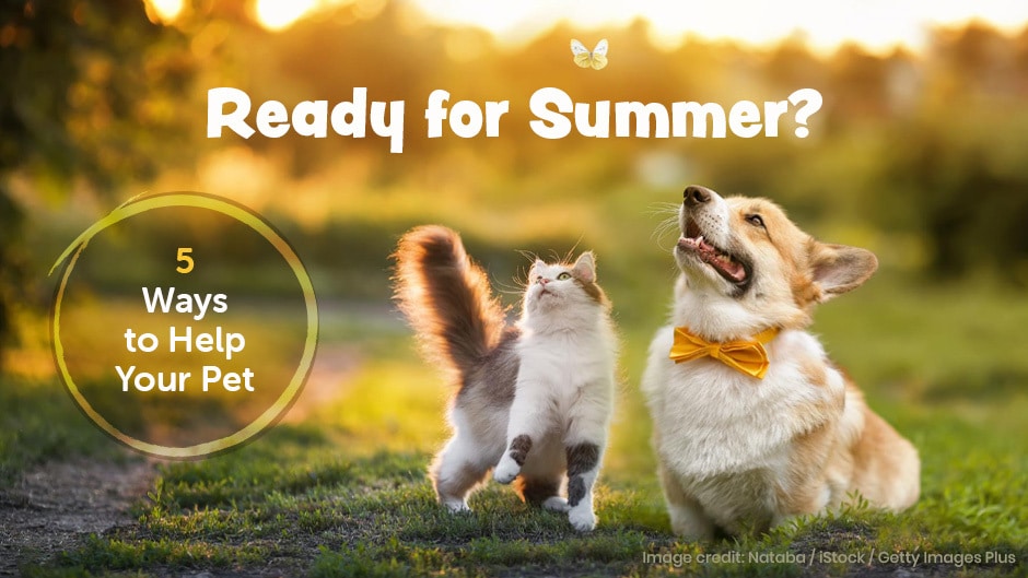 A cat and a dog wearing a yellow bow tie sit on grass at sunset. Text reads "Ready for Summer? 5 Ways to Help Your Pet.