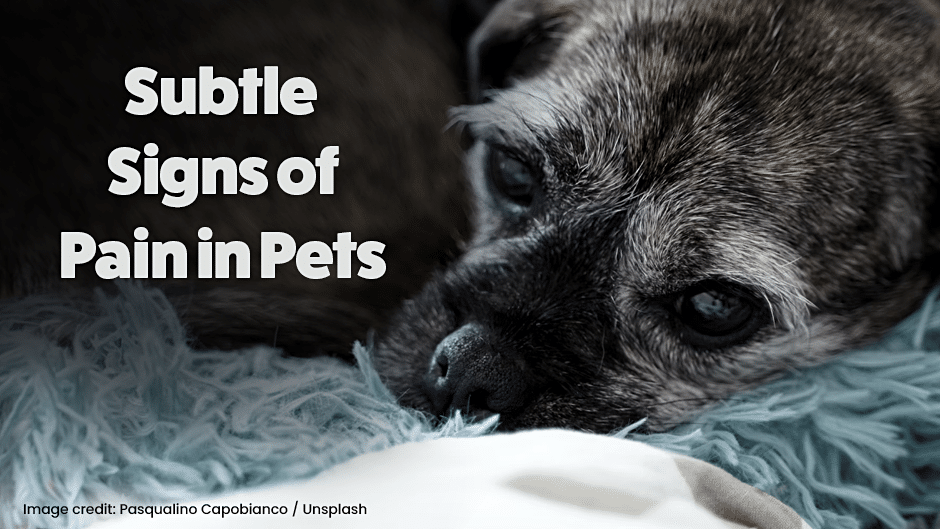 A small dog with a graying face lies on a blue blanket, looking upward with a sad expression. Text reads: "Subtle Signs of Pain in Pets.
