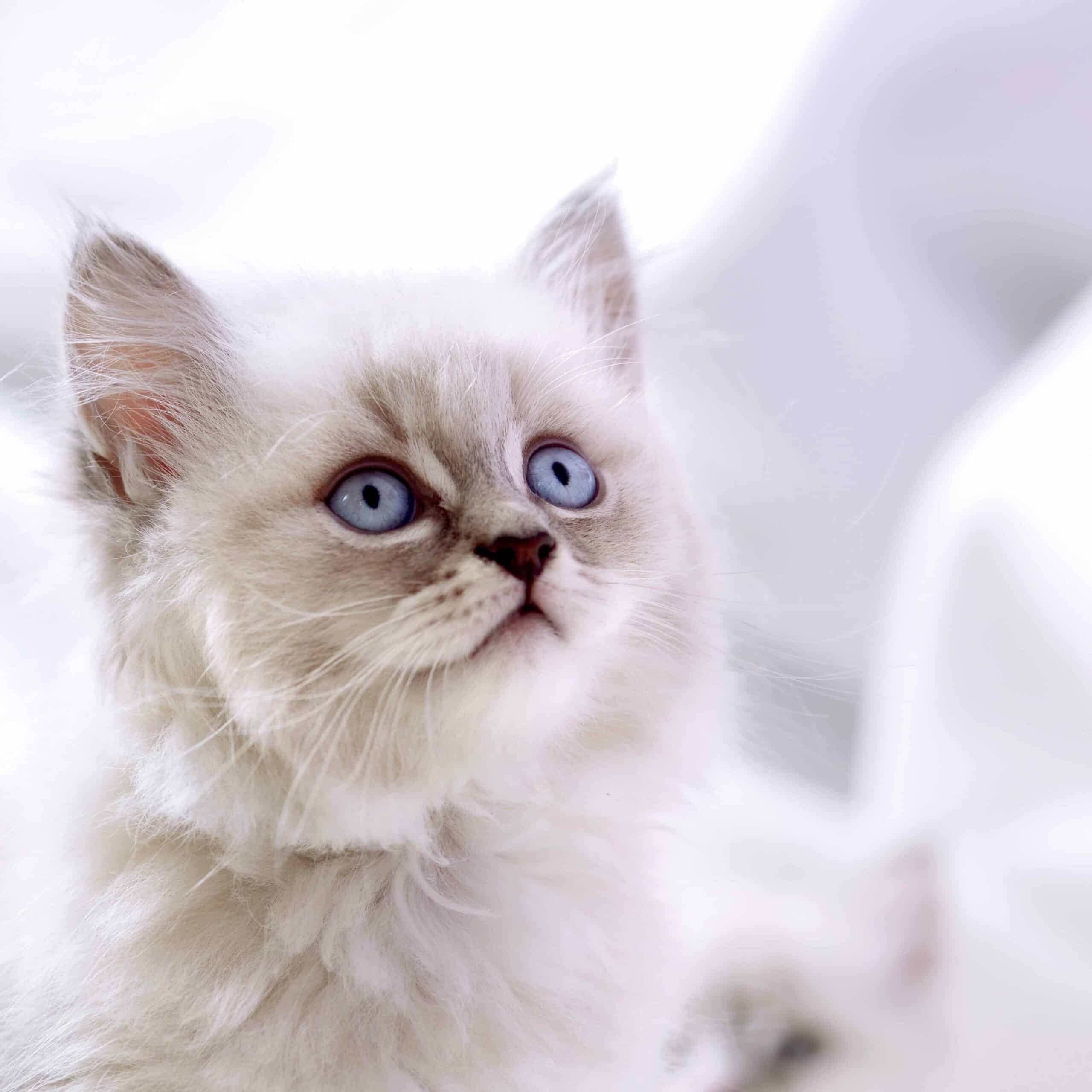 Fluffy white kitten with blue eyes looking upward against a soft, blurred white background.