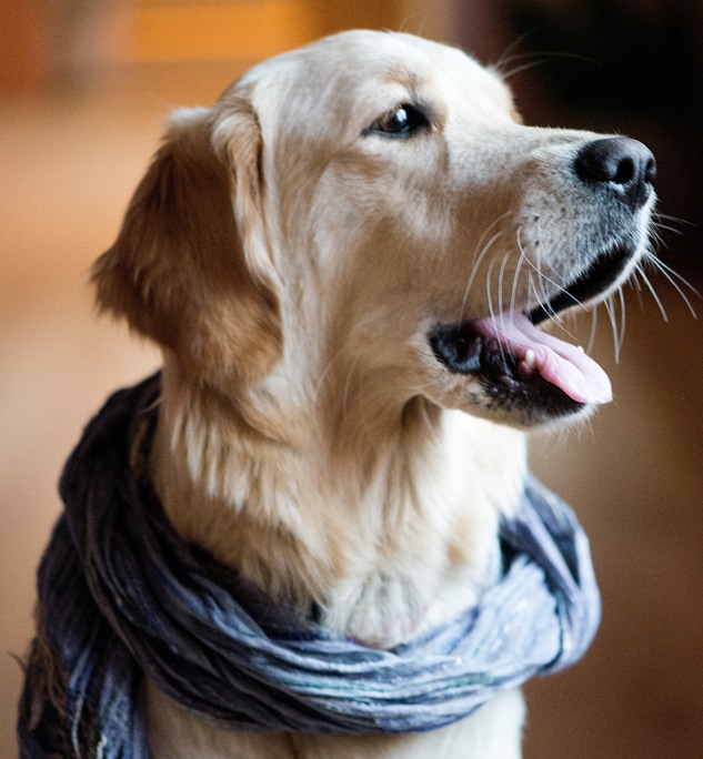 Why Choose Fall River Animal Hospital