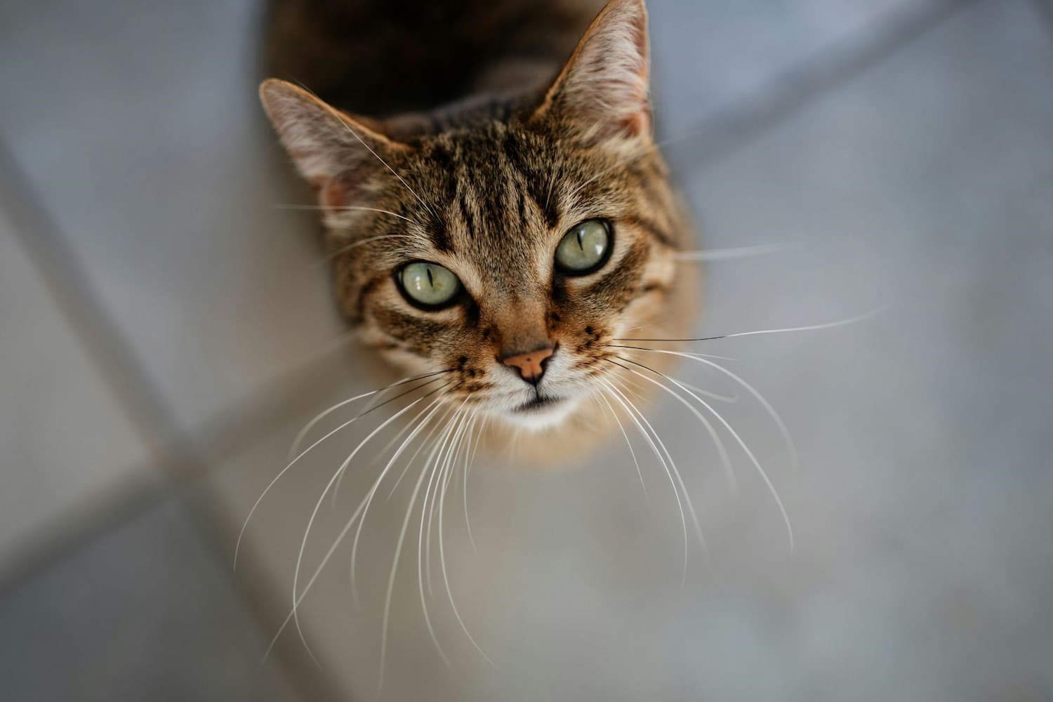 A tabby cat with green eyes looks up at the camera, sitting on a tiled floor.