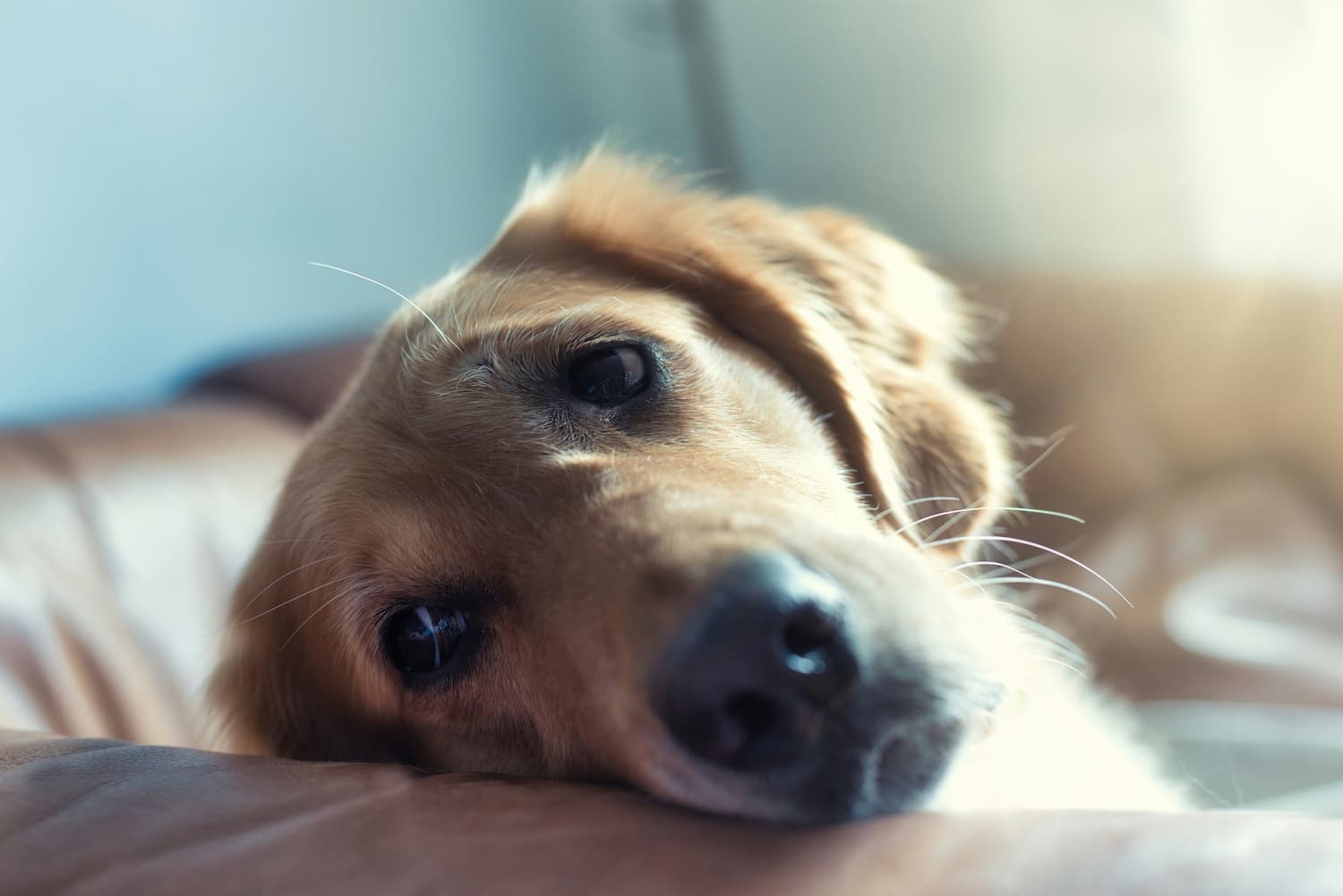 A close-up of a golden retriever resting its head on a couch, looking directly at the camera in soft, natural light.