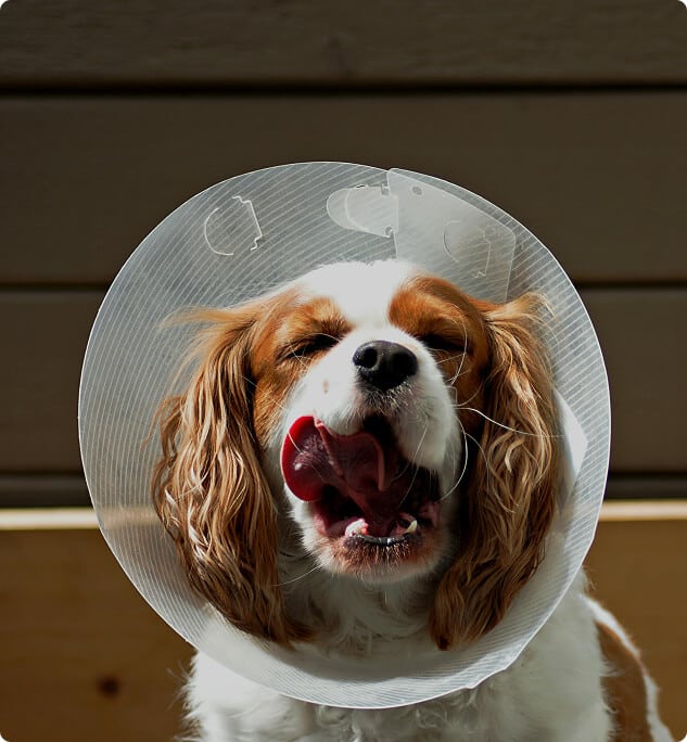 A dog wearing a plastic cone licks its nose with its eyes closed.