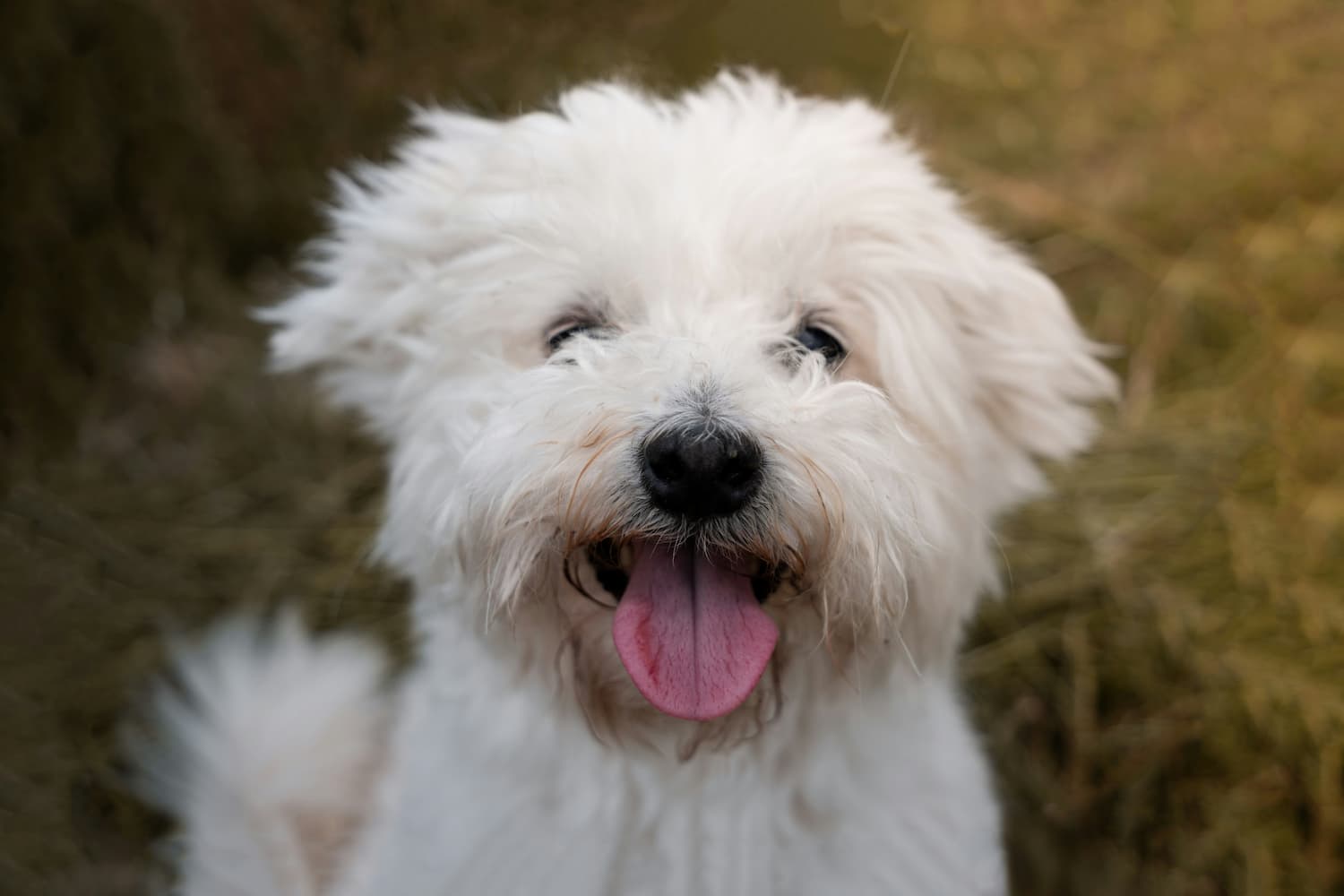 A fluffy white dog sits outdoors on grass, facing the camera with its mouth open and tongue out.