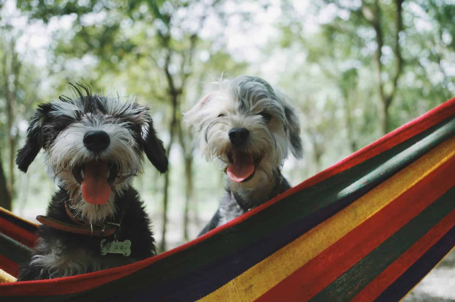 Two small, shaggy dogs sit in a colorful striped hammock outdoors, both panting with their tongues out, surrounded by blurred trees.